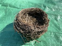 Nest building challenge